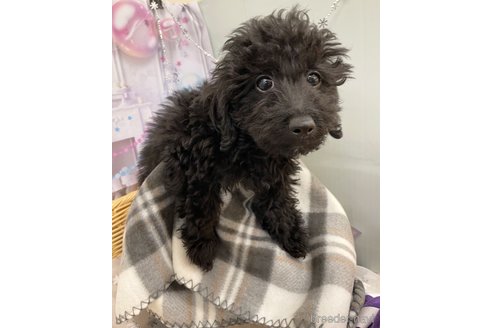 成約済の北海道のミックス犬-281827の20枚目